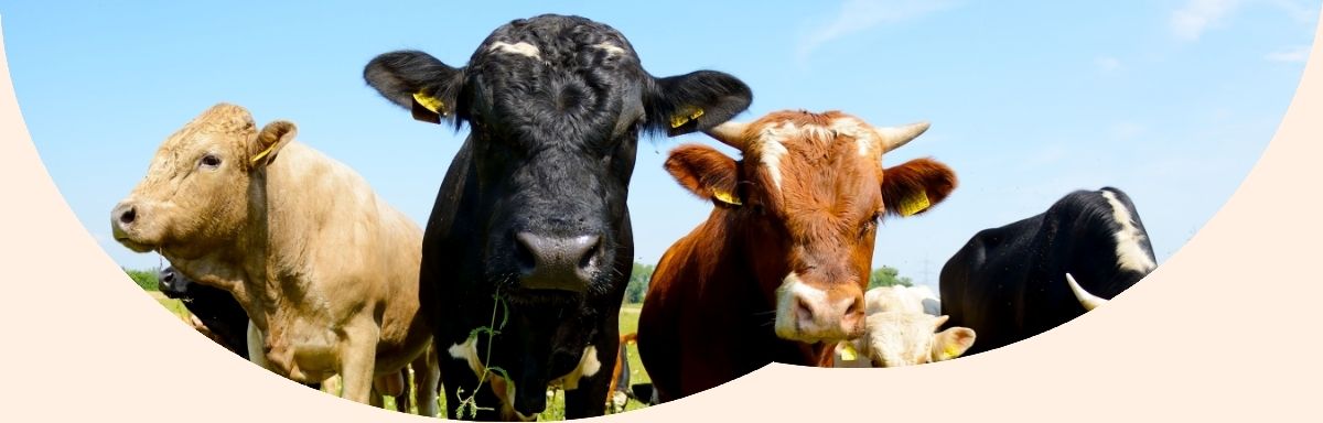 Fotografia de vacas com várias tonalidades de pelo para a página de óleos para animais
